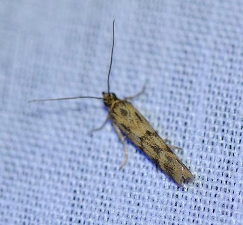Homoeosoma sinuella